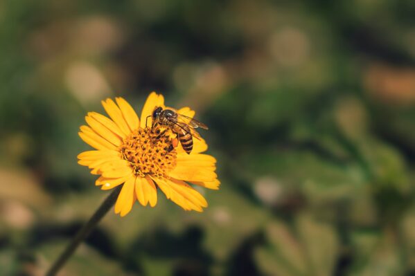 Fresh Birmingham Bee Pollen