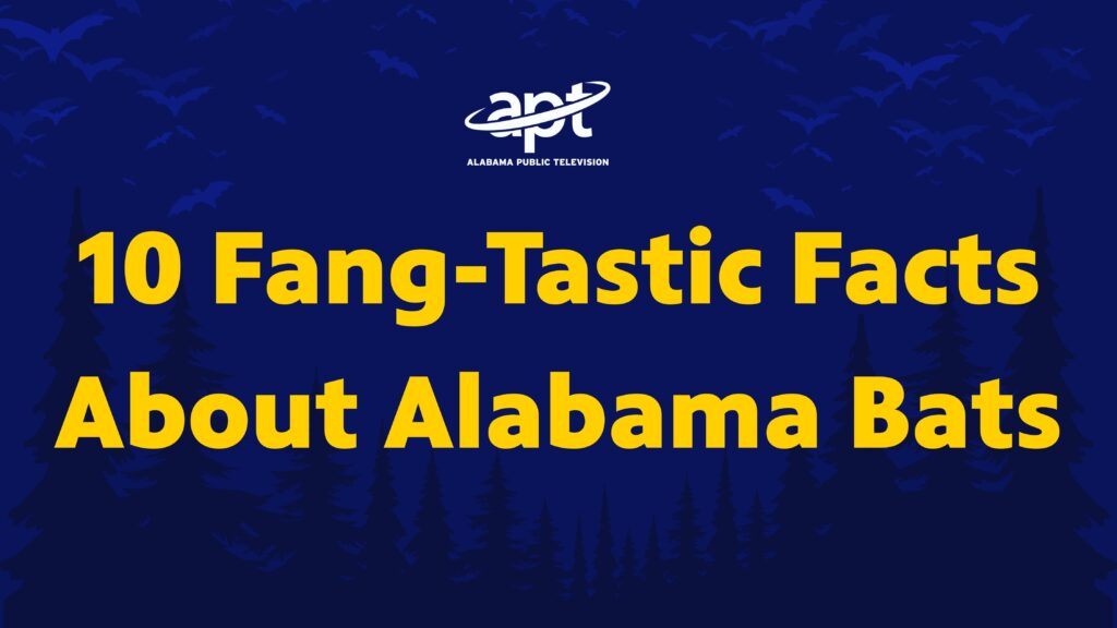 10 Fang-Tastic Facts about Alabama Bats