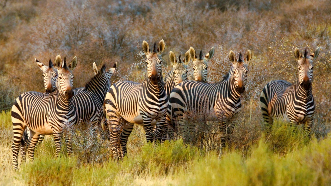 South Africa, Victoria Falls & Botswana